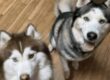 Two husky dogs looking up while in the sit position