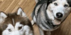 Two husky dogs looking up while in the sit position