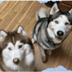 Two husky dogs looking up while in the sit position