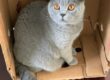 British shorthair cat sitting in a box