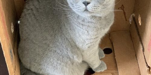 Cat in a Box British shorthair cat sitting in a box