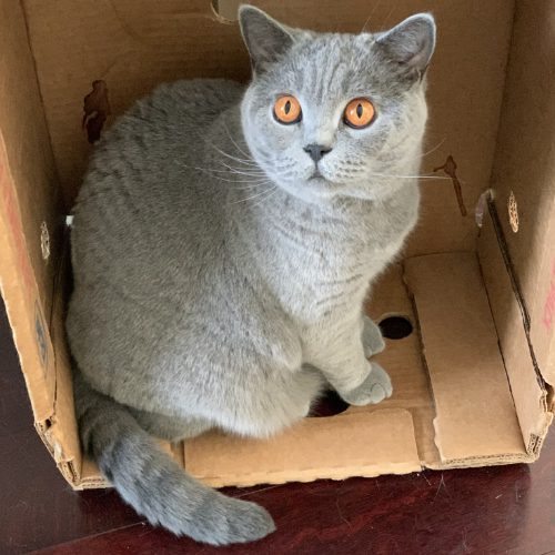 Cat in a Box