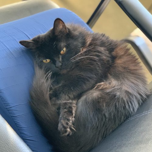 Cat_Services