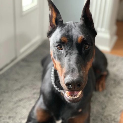 Doberman