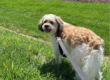 Dog on a leash standing in the grass while on a dog walk