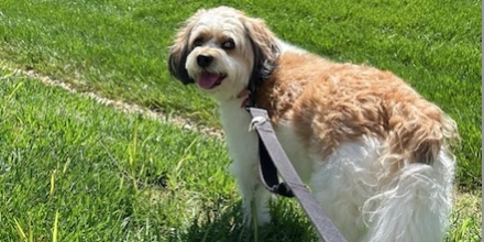 Dog on a leash standing in the grass while on a dog walk
