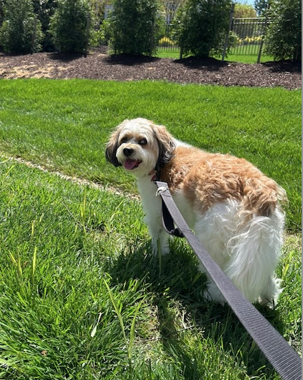 Dog on a leash standing in the grass while on a dog walk
