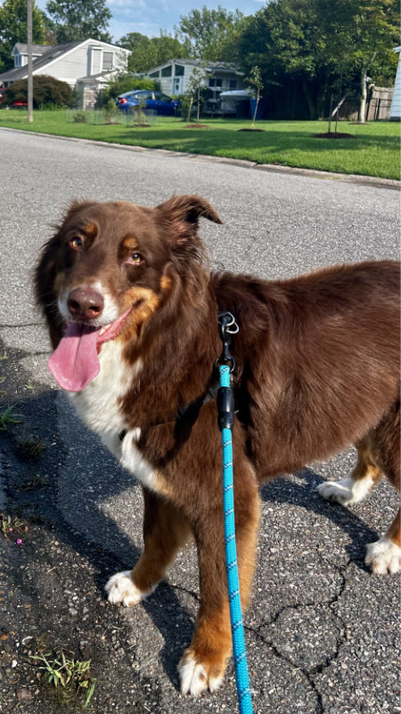 Dog Walking in Birdneck VA