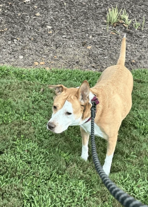 Dog Walking in Red Wing Park_2