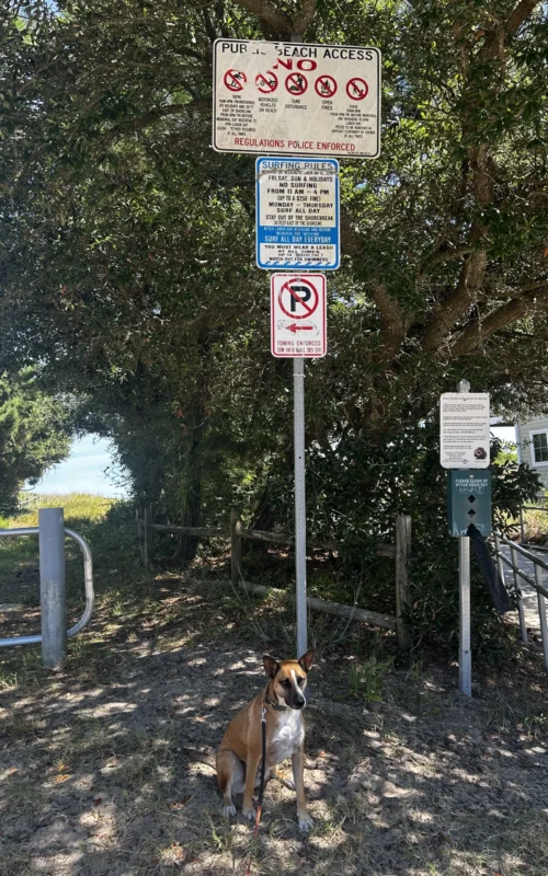 Dog walking at Oceanfront
