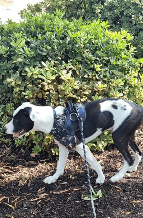 Dog walking in General Booth VA