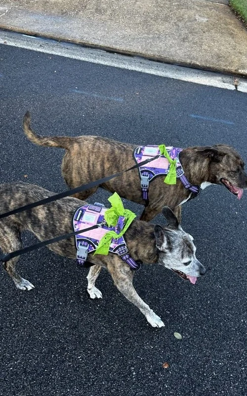 Walking multiple dogs