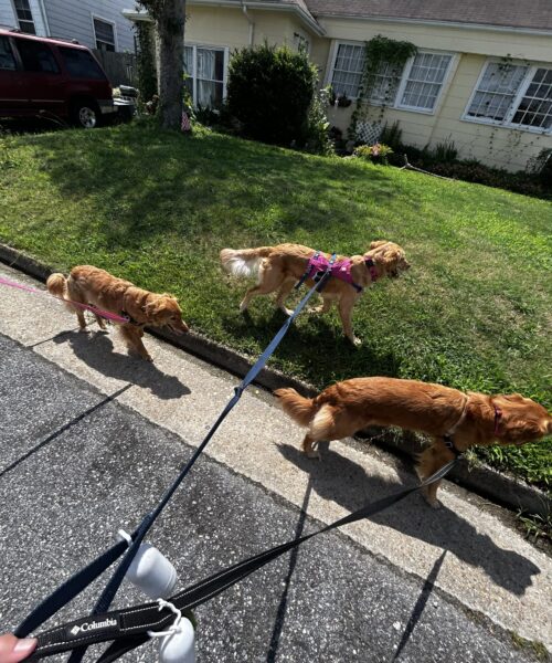 Walking multiple dogs Walking multiple dogs