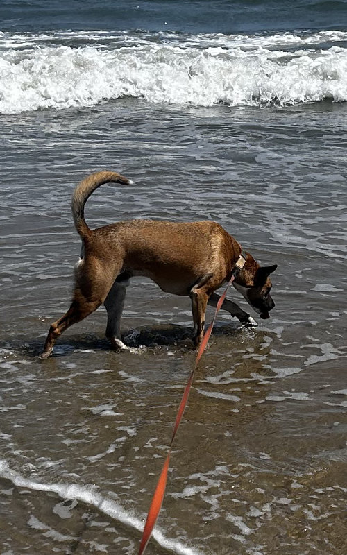 dog walking at oceanfront